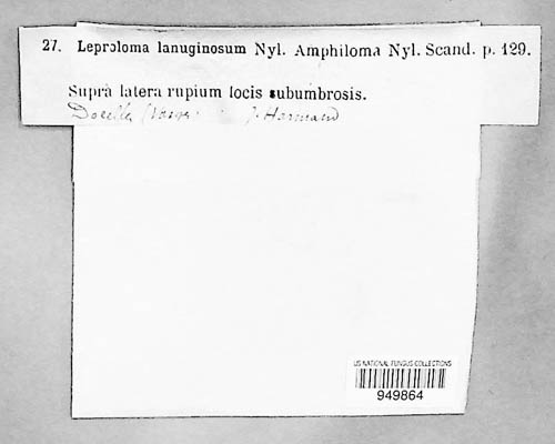 Leproloma image